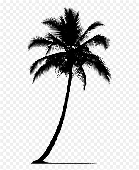 Arecaceae Silhouette Tree - Palm Tree Vector Silhouette Png, Transparent Png - vhv