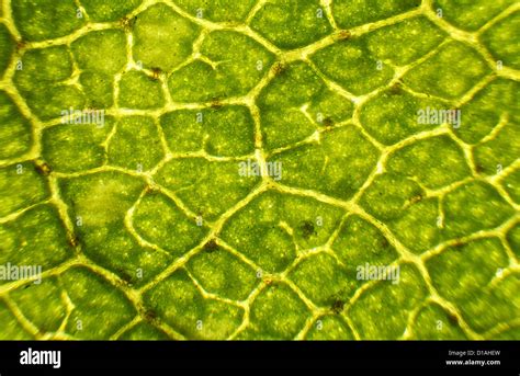 Plant leaf under the microscope hi-res stock photography and images - Alamy