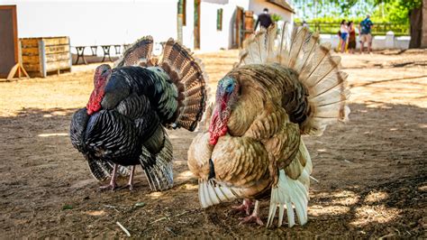 Turkey Farming 101: Expert Tips for Maximizing Profits