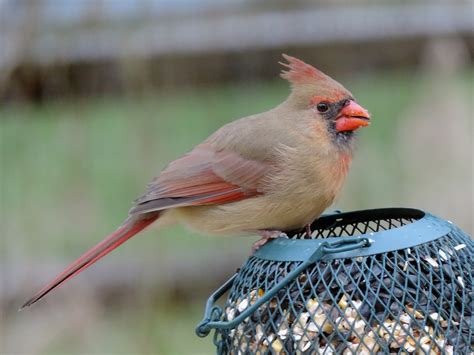 Female Cardinal, free photos, #1332445 - FreeImages.com