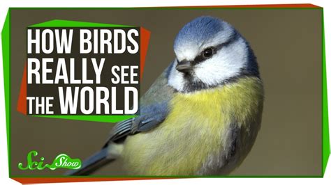 SciShow Explains How Birds Really See the World