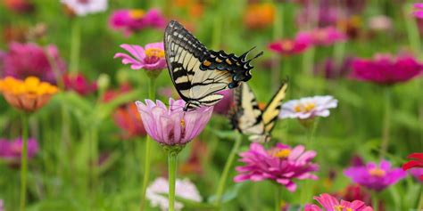 15 Best Plants That Attract Pollinators - Best Flowers for Pollinators