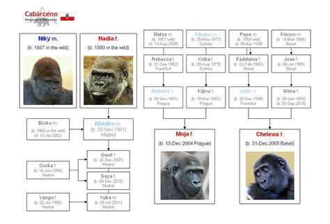 Gorilla Family - Cabárceno Natural Park (2012) | This is the… | Flickr