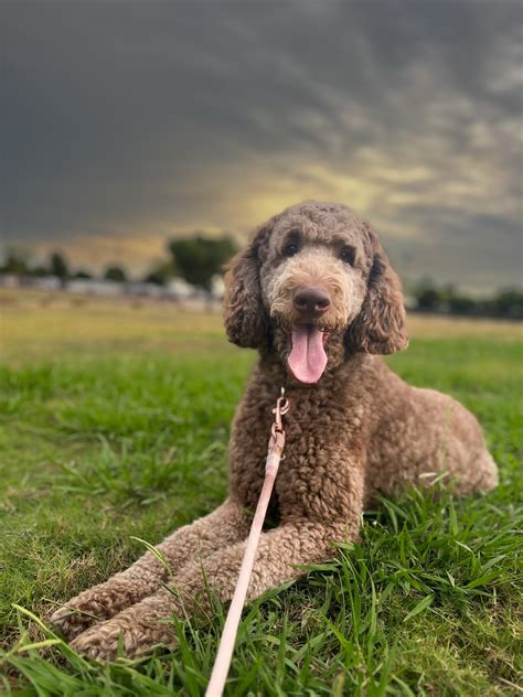 Grooming FAQ - Goldendoodle Association of North America