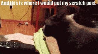 Cat Looking GIF - Cat Looking - Discover & Share GIFs