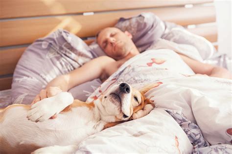 Are you barking up the wrong tree by sleeping with your dog? - Mayo Clinic News Network