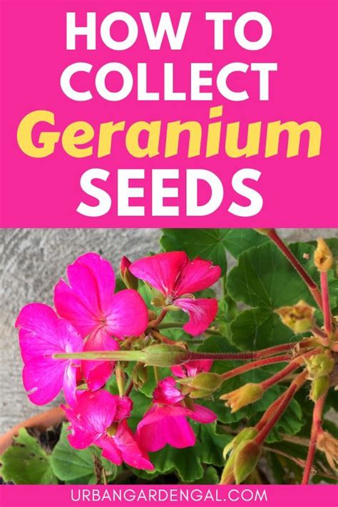 How to Collect Geranium Seeds | Geraniums, Growing geraniums, Geranium plant