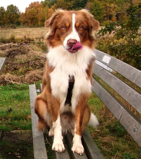 Red Tri Australian Shepherd | SUCH a lovely coloring! | Australian shepherd dogs, Australian ...