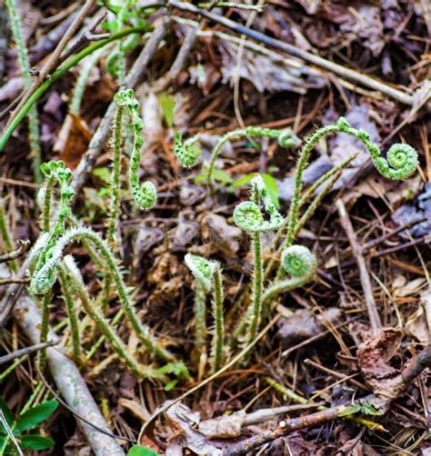 Edible fiddlehead fern stock photo. Image of seasonnal - 116186640