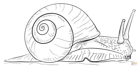 Realistic Snail Drawing at GetDrawings | Free download