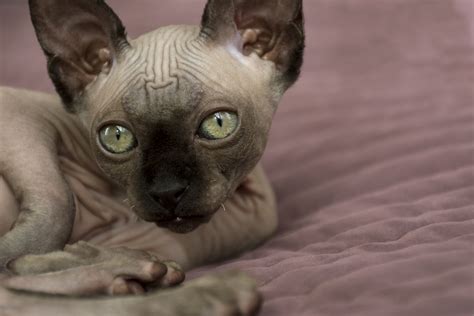 7 Cara Merawat Kucing Sphynx dengan Baik dan Benar