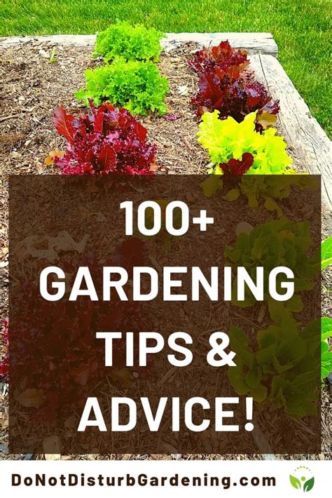 100+ Basic Vegetable Gardening Tips & Advice for Everyone – Do Not ...