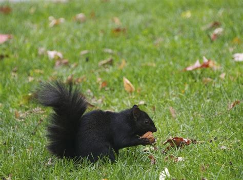 Cute and Cool Facts About the Relatively Rare Black Squirrels | Black squirrel, Squirrel, Black