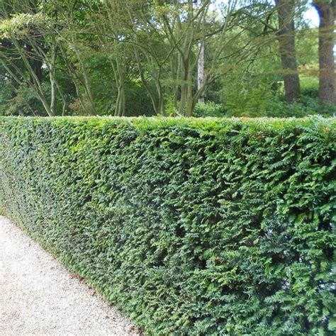 Yew Evergreen Hedge Plants For Sale | Taxus baccata