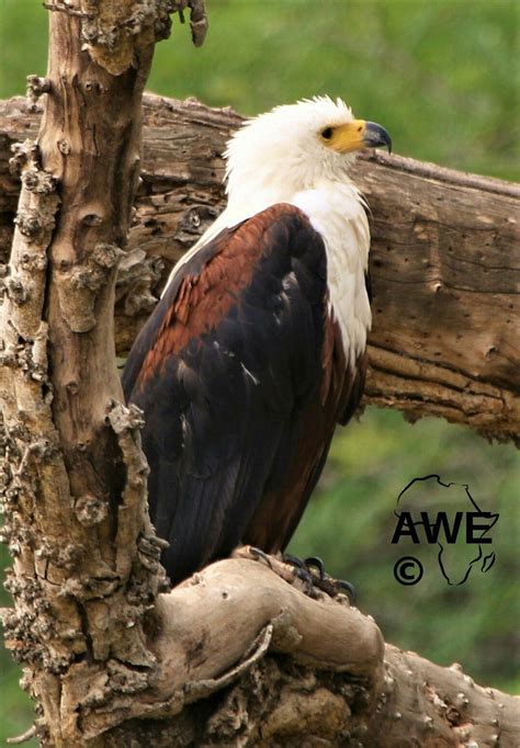 Pin by Steve Davis on Birds of Southern Africa | Bald eagle, Southern africa, Birds