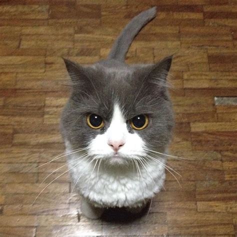 40 Times People Just Had To Snap A Pic Of Their Angry, But Cute Cats ...