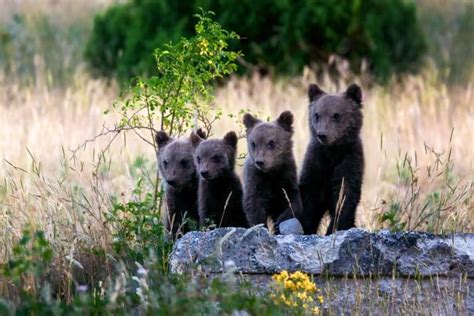 Marsican Brown Bear Pictures - AZ Animals