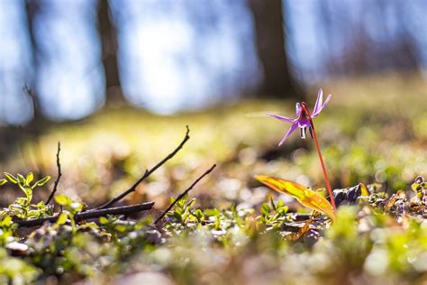 Erythronium Dens Canis Dogtooth - Free photo on Pixabay