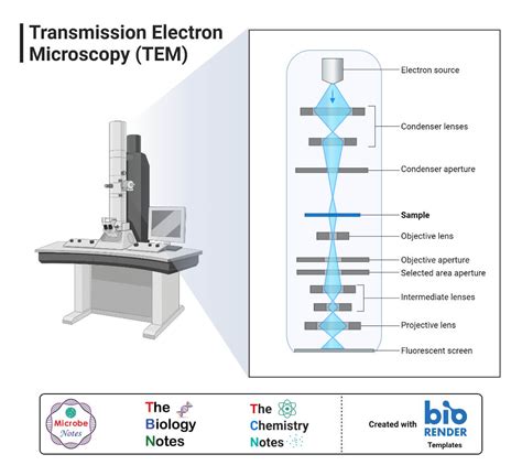 5 Types of Microscopes with Definitions, Principle, Uses, Labeled Diagrams