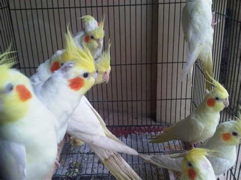 √ Jenis dan Harga Burung Parkit Lengkap dengan Gambar - Binatang Peliharaan