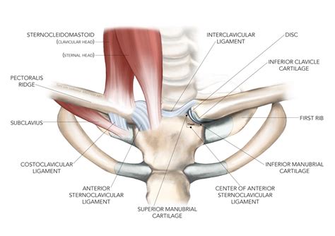 Sternoclavicular Joint Sprain