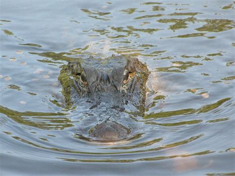 12 Best Hikes in the Everglades - Florida Hiking Trails - BEY OF TRAVEL