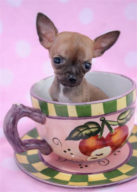 Teacup Chihuahuas and Chihuahua Puppies For Sale by TeaCups, Puppies ...