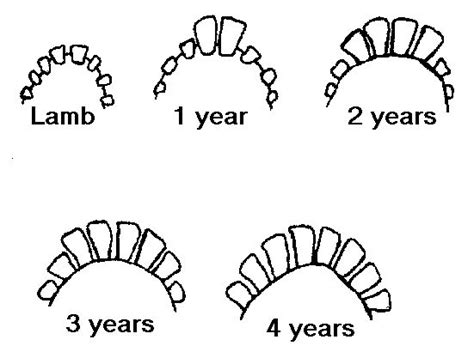 4-H sheep | all Incisors missing | Sheep breeds, Livestock judging, Boer goats