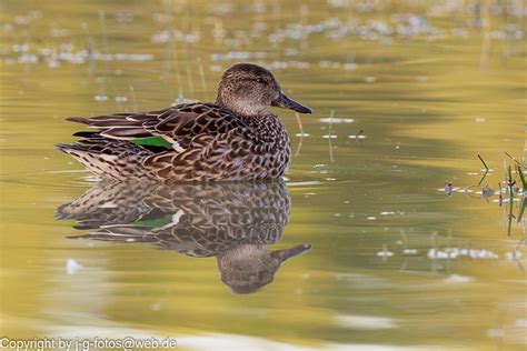 Eurasian Teal (female) - a photo on Flickriver