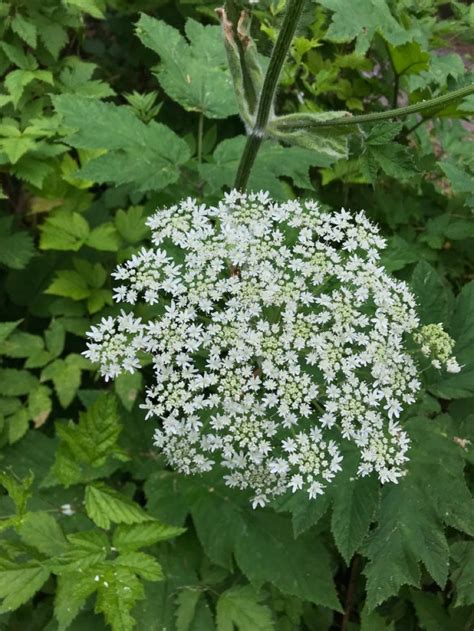 Celery flowers | Celery flower, Flowers, Wild flowers