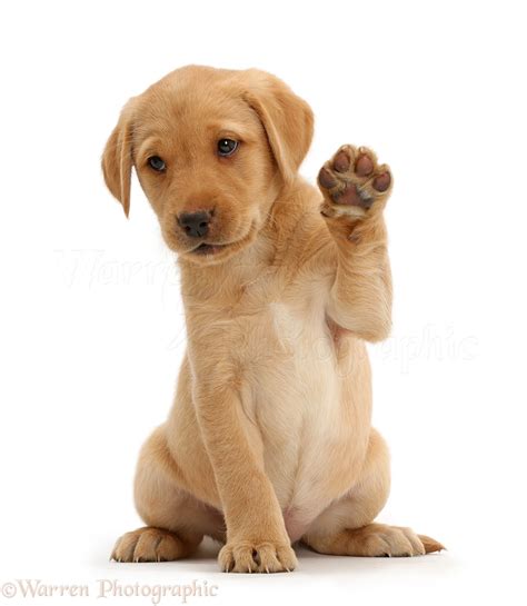 Dog: Cute Yellow Labrador puppy waving photo WP41131