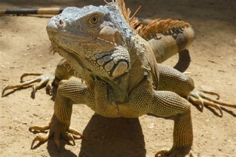 Iguana as a Pet: What You Should Know | Ocala Vet