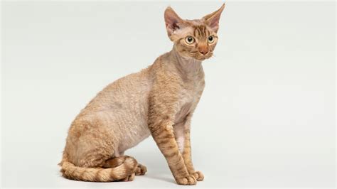 Devon Rex Cat (Characteristics, Temperament, Basic Care) | More