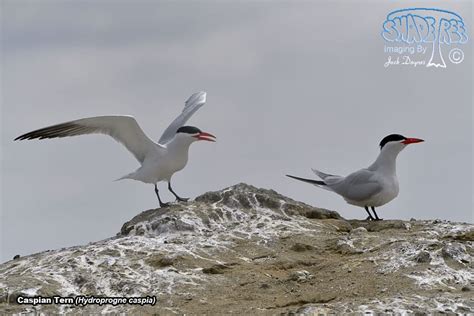 Caspian Tern | shadeTreeImaging