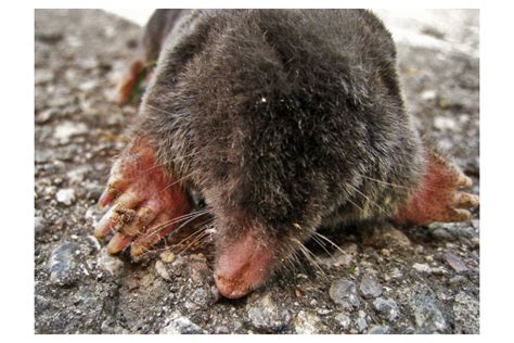 What Do Moles Eat - Why Moles Are In Your Yard