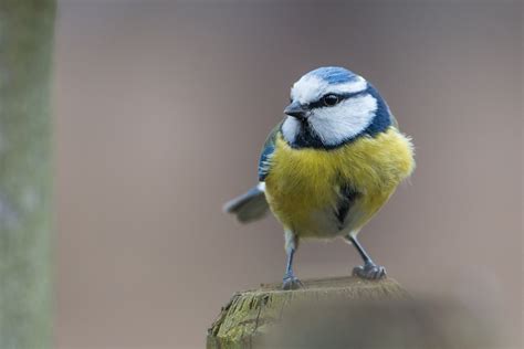 Blue Tit Bird Paridae Cyanistes - Free photo on Pixabay - Pixabay