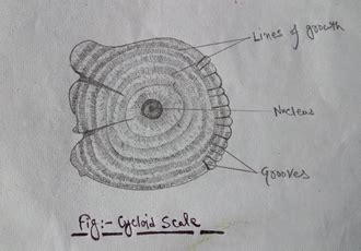 Different types of fish scales: Placoid scale, Ctenoid scale, Cycloid scale, Ganoid scale ...