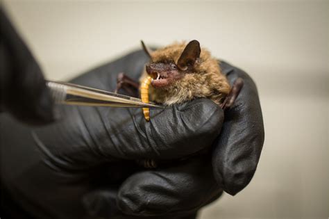 Recovery of bats in Québec | Zoo de Granby