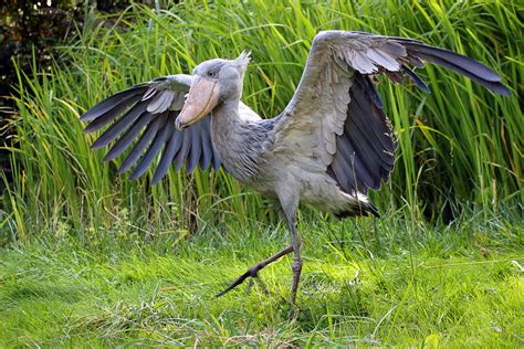 Der Schuhschnabel hat sich bewegt! Foto & Bild | tiere, zoo, wildpark & falknerei, vögel Bilder ...