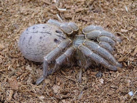 Martinique Pink Toe (Caribena versicolor) Tarantula Care Sheet