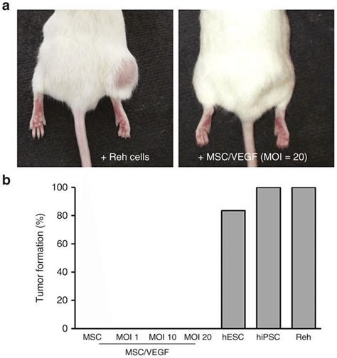 Rule-out tumorigenicity assay. NSG mice were injected subcutaneously... | Download Scientific ...