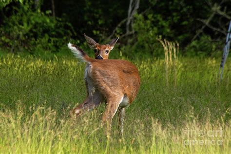 Head And Tail Photograph by Sharon Mayhak | Pixels