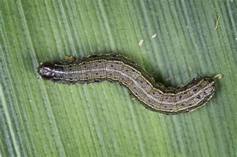 March of the armyworm - The Cullman Tribune