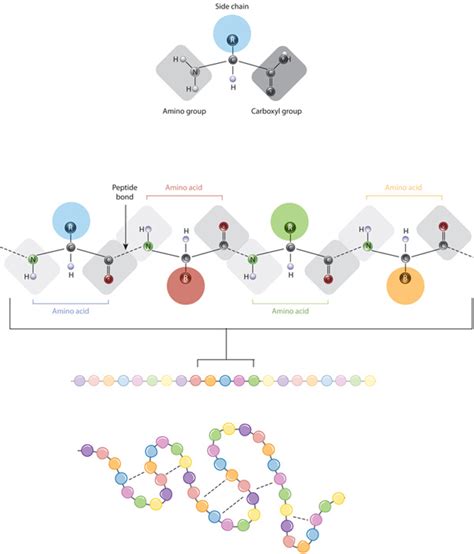 The relationship between amino acid side chains and protein ...