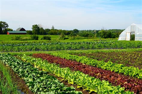 Vegetable farming, Types of farming, Farm images