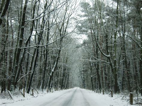 Roosendaal The Netherlands | forest winter | vsbl photography