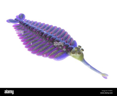 Opabinia hi-res stock photography and images - Alamy