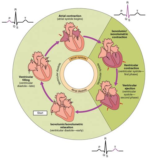 Cardiac Cycle | Anatomy and Physiology II