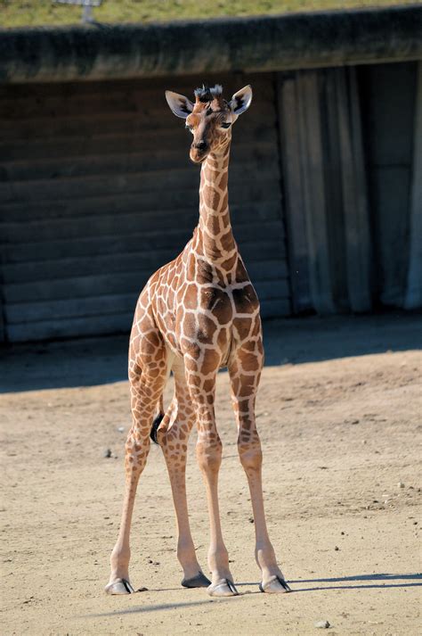 Baby Giraffe Free Stock Photo - Public Domain Pictures