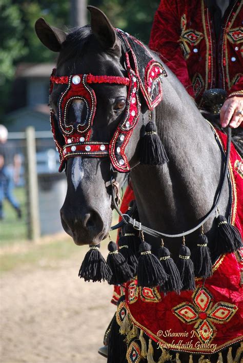 172 best Arabian Costumes Horses images on Pinterest | Arabian costumes, Arabian horses and ...